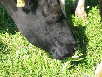 DSV Biodivers Afgræsning, 10kg